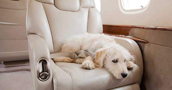 Peut-on emmener ses animaux de compagnie dans un jet privé ?